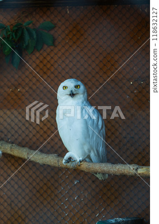 A white owl sits with its beak open. A white owl at the Minsk zoo A white owl sits with its beak open. A white owl at the Minsk zoo 118632127