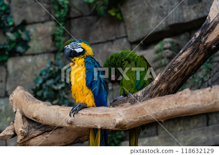 Macaw parrots sit on a branch in the Minsk Zoo. Blue and green macaw parrot 118632129