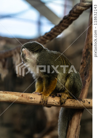 A monkey in the zoo sits on a wooden pole 118632143