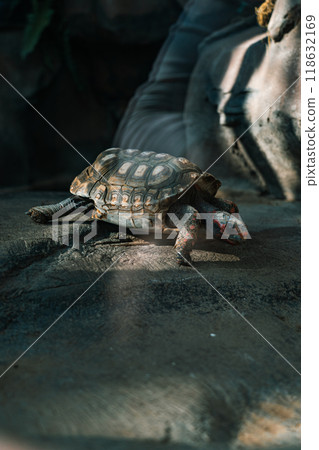 a beautiful turtle in the zoo. a wild animal. The turtle is coming 118632169