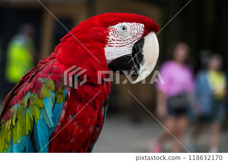 A red, bright macaw parrot in the Chelyuskintsev Children's Park in Minsk 118632170