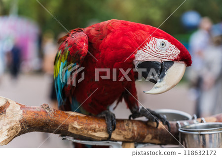 A red, bright macaw parrot in the Chelyuskintsev Children's Park in Minsk 118632172