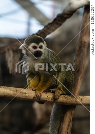 A monkey in the zoo sits on a wooden pole 118632294