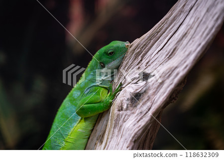 A green lizard is sitting on a branch. A small, green iguana. green color 118632309
