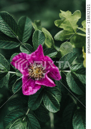 Pink rosehip flower close up. Rosehip bush. Low contrast. 118632321