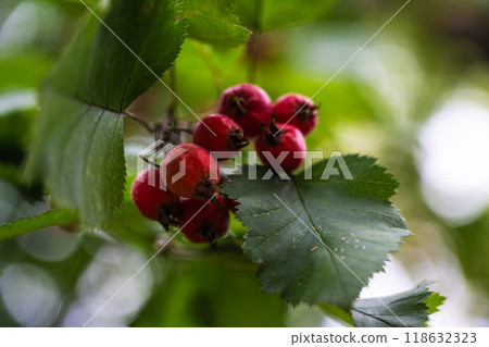 Red, ripe Hawthorn berries grow in a children's, forest amusement park Red, ripe Hawthorn berries grow in a children's, forest amusement park 118632323