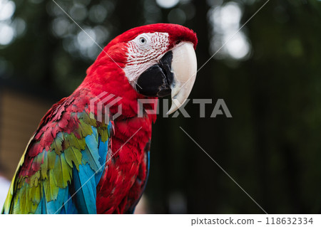 A red, bright macaw parrot in the Chelyuskintsev Children's Park in Minsk 118632334