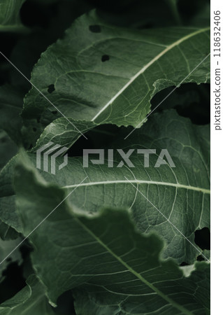 Dark large grass leaves nearby. Dried grass. Low contrast. Grass background Dark large grass leaves nearby. Dried grass. Low contrast. Grass background 118632406