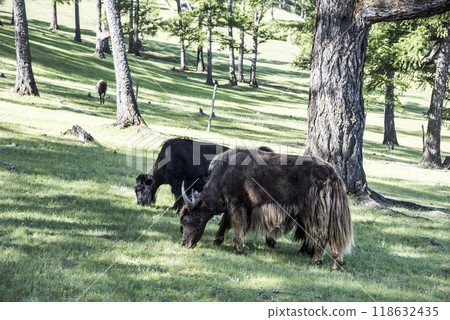 A Mongolian yak in the summer pasture. 118632435