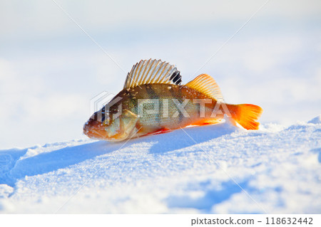 Big fish perch on blue ice . Big fish perch on blue ice . 118632442