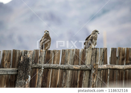 Eagle Sitting on the Ground 118632516