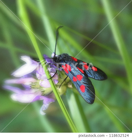 Beautiful butterflies in the flower garden 118632524