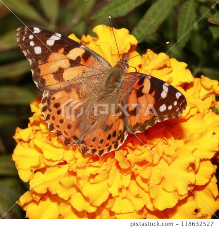 Beautiful butterflies in the flower garden Beautiful butterflies in the flower garden 118632527