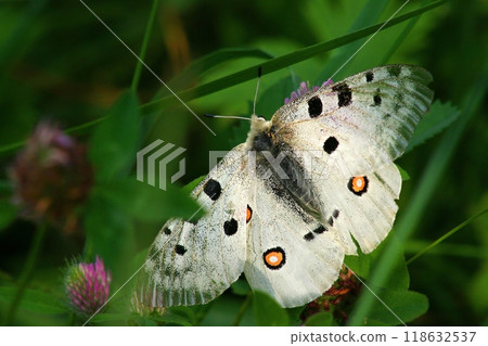 Beautiful butterflies in the flower garden 118632537