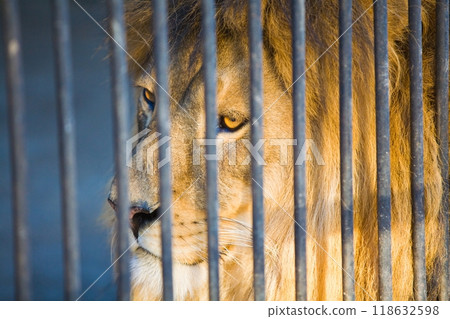 Big Lion at the Zoo Big Lion at the Zoo 118632598