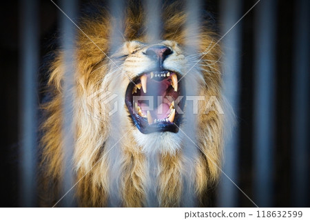 Big Lion at the Zoo Big Lion at the Zoo 118632599