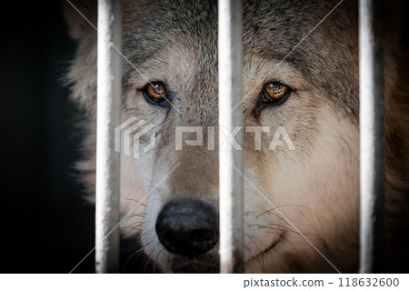 Big Wolf at the Zoo Big Wolf at the Zoo 118632600