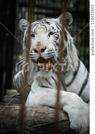 WHITE TIGER on a rock in zoo WHITE TIGER on a rock in zoo 118632603