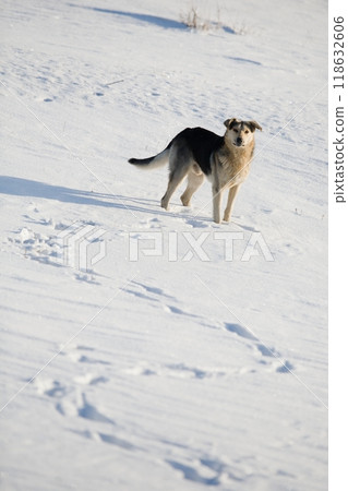 Closeup stray dog with sad eyes looking at something,homeless dog. 118632606