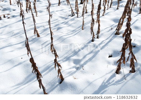 dry grass in the covered by snow 118632632