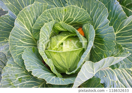 Green ripe sick cabbage in field Green ripe sick cabbage in field 118632633