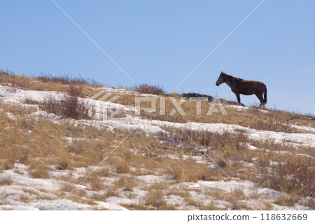 A beautiful horse in nature landscape. A beautiful horse in nature landscape. 118632669