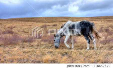 A beautiful horse in nature landscape. A beautiful horse in nature landscape. 118632670