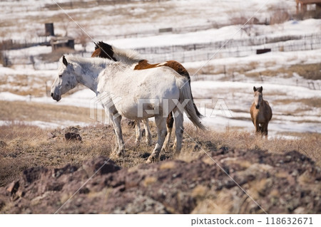 A beautiful horses eats hay in a winter scenery. A horse eats hay A beautiful horses eats hay in a winter scenery. A horse eats hay 118632671