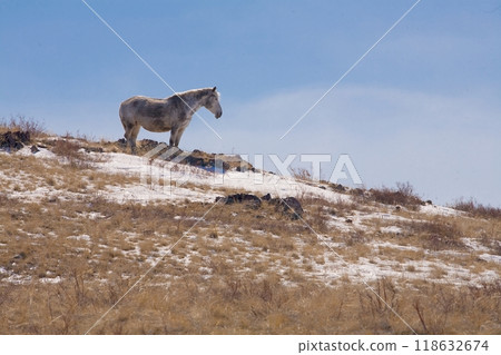 A beautiful horse in nature landscape. 118632674