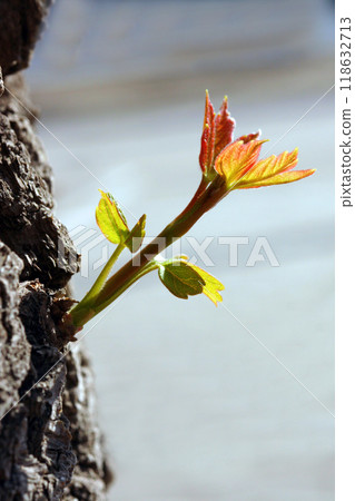 A fresh and bright sprout appearing in nature. Symbolizes renewal. growth. and new beginnings. Represents hope.resilience.and the promise of a new season. A fresh and bright sprout appearing in nature. Symbolizes renewal. growth. and new beginnings. Represents hope.resilience.and the promise of a new season. 118632713