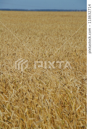 A field of ripe yellow wheat. Harvesting A field of ripe yellow wheat. Harvesting 118632714