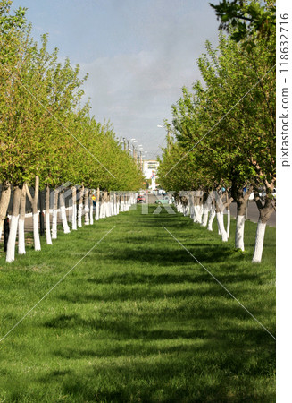 A symmetrical green alley of trees in the park. 118632716