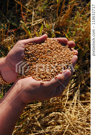 A field of ripe yellow wheat. Harvesting 118632717