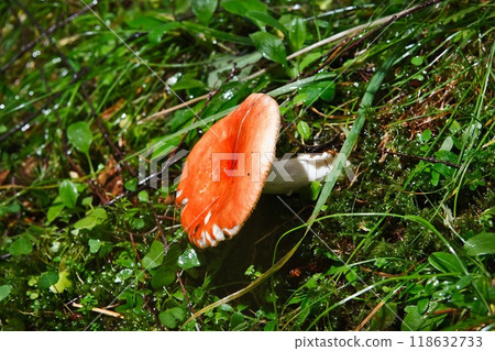 Blocked wild mushrooms on a green meadow Blocked wild mushrooms on a green meadow 118632733