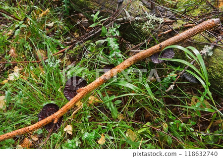 Blocked wild mushrooms on a green meadow Blocked wild mushrooms on a green meadow 118632740