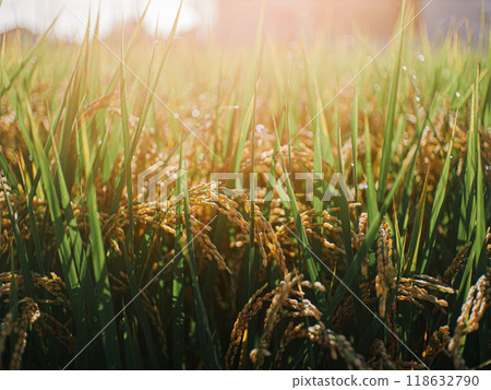 Morning rice field with ripened rice ears Agriculture Lens flare Morning rice field with ripened rice ears Agriculture Lens flare 118632790