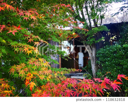 Colored autumn leaves 118632818