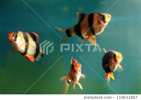 Beautiful small aquarium fish underwater. 118632867