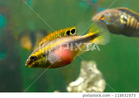Beautiful small aquarium fish underwater. Beautiful small aquarium fish underwater. 118632873