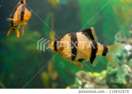 Beautiful small aquarium fish underwater. Beautiful small aquarium fish underwater. 118632878