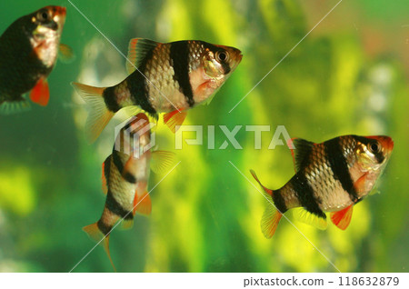 Beautiful small aquarium fish underwater. 118632879