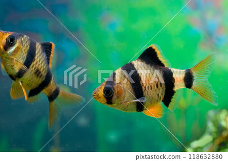 Beautiful small aquarium fish underwater. Beautiful small aquarium fish underwater. 118632880