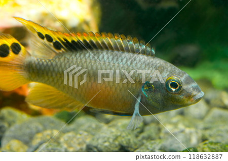 Beautiful small aquarium fish underwater. Beautiful small aquarium fish underwater. 118632887