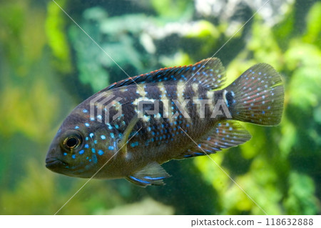 Beautiful small aquarium fish underwater. 118632888