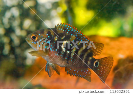 Beautiful small aquarium fish underwater. 118632891