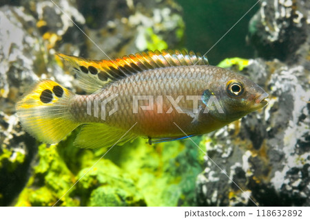 Beautiful small aquarium fish underwater. 118632892
