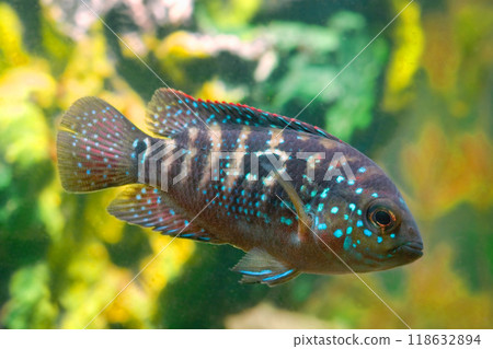 Beautiful small aquarium fish underwater. 118632894