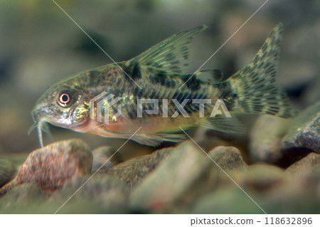 Beautiful small aquarium fish underwater. 118632896