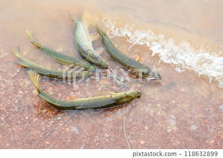 Fishing. Large pike in hands. Fishing. Large pike in hands. 118632899