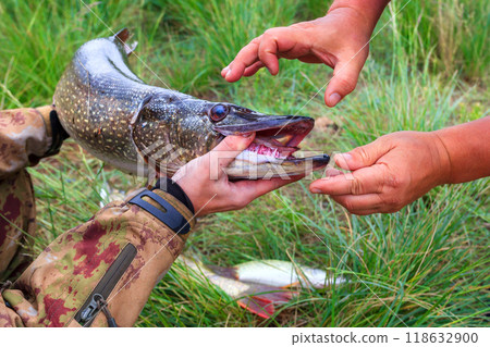 Fishing. Large pike in hands. 118632900